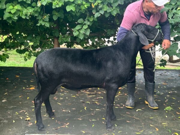 Porteira Azul Guilherme 897
