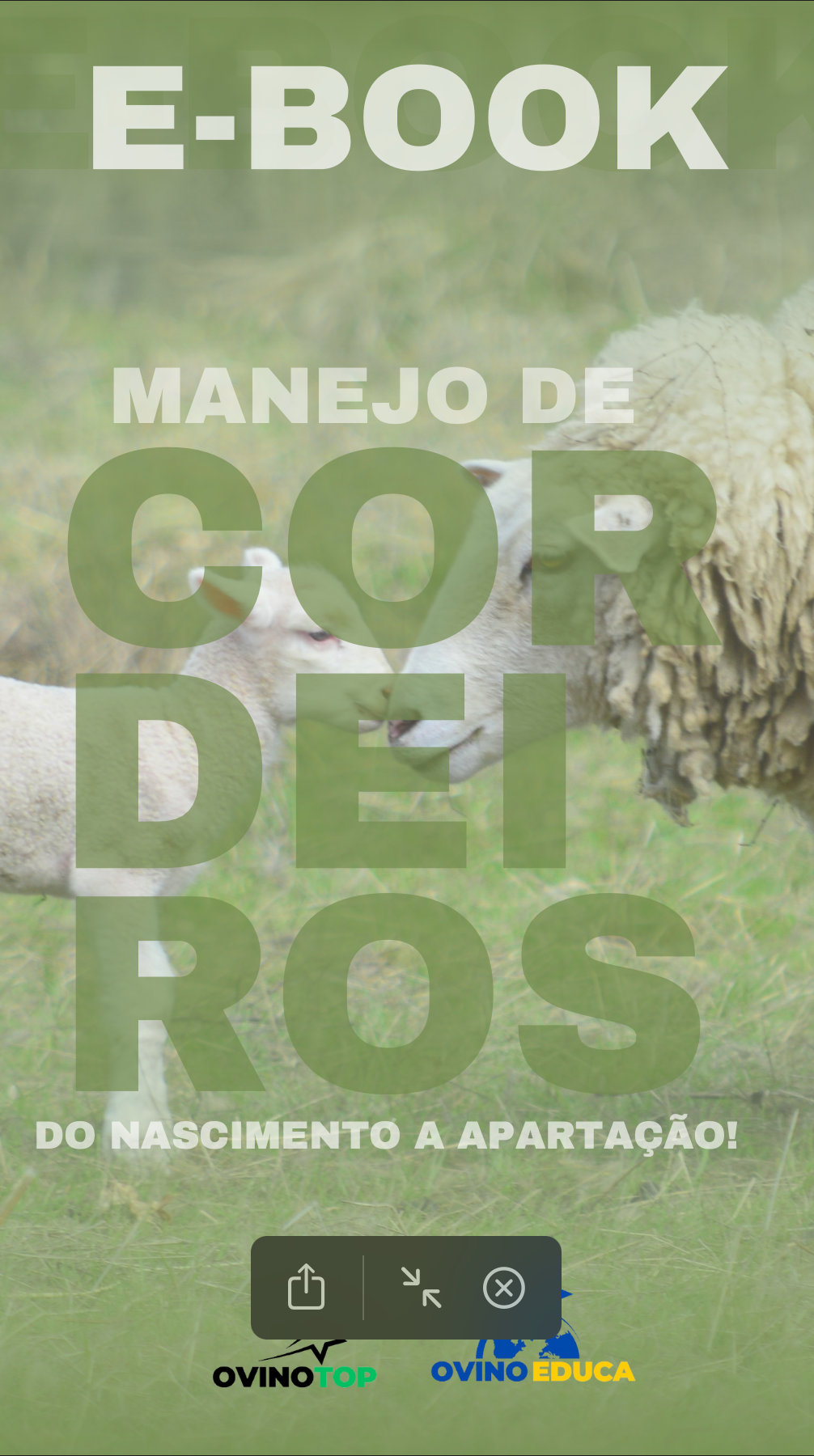 Ebook – Manejo de cordeiros do Nascimento a Apartação!