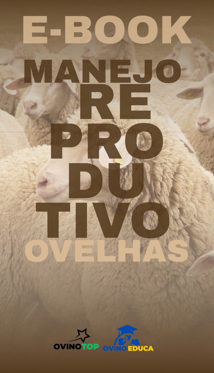 Ebook – Manejo de ovelhas